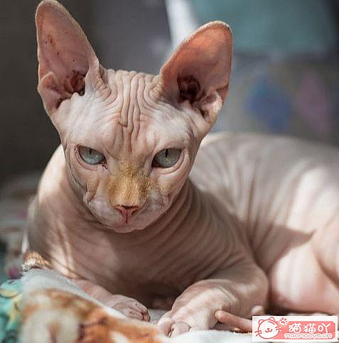 《世界上最贵的十种猫咪排名》原文配图7