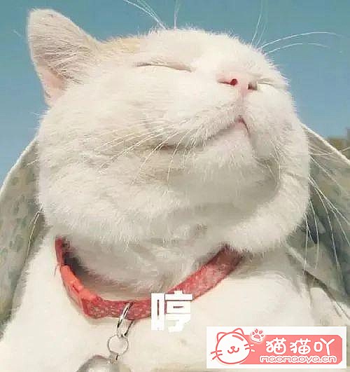 《世界上公认最聪明的5种猫咪》原文配图1