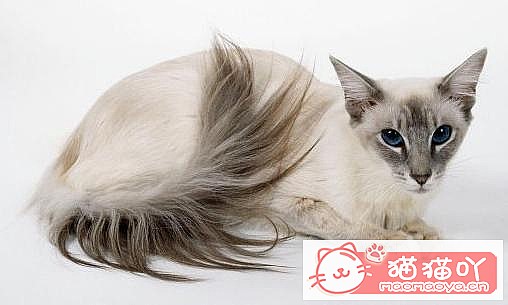 《世界上公认最聪明的5种猫咪》原文配图7