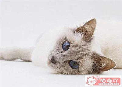 《世界上公认最聪明的5种猫咪》原文配图8