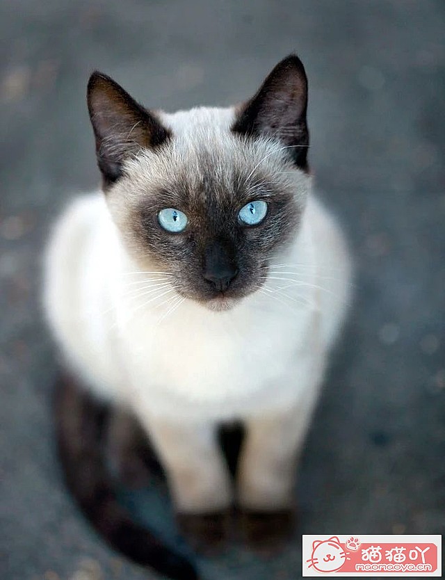 《世界上公认最聪明的5种猫咪》原文配图9