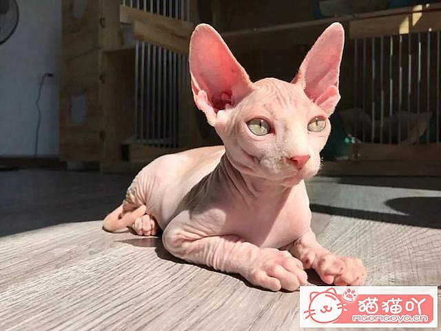 《世界上公认最聪明的5种猫咪》原文配图17