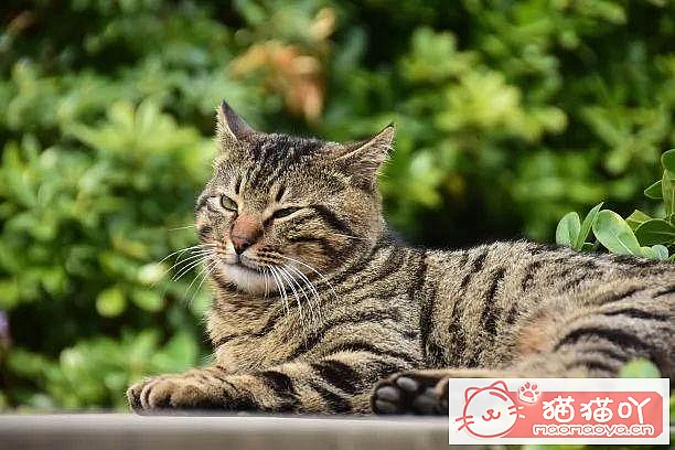 《世界上公认最聪明的5种猫咪》原文配图14