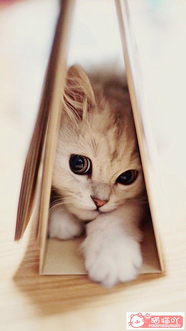 ��è���������ȷ������ʽ��ԭ����ͼ3