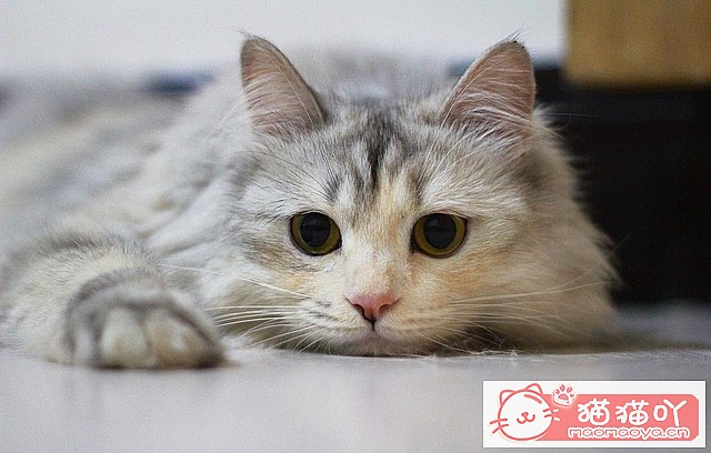 ��è���������ȷ������ʽ��ԭ����ͼ1