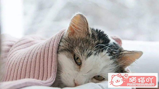 ��è���������ȷ������ʽ��ԭ����ͼ2