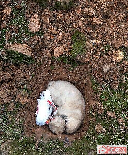 ��è���������ȷ������ʽ��ԭ����ͼ5