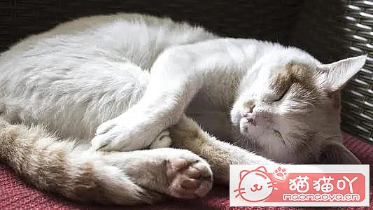 ��è���������ȷ������ʽ��ԭ����ͼ4