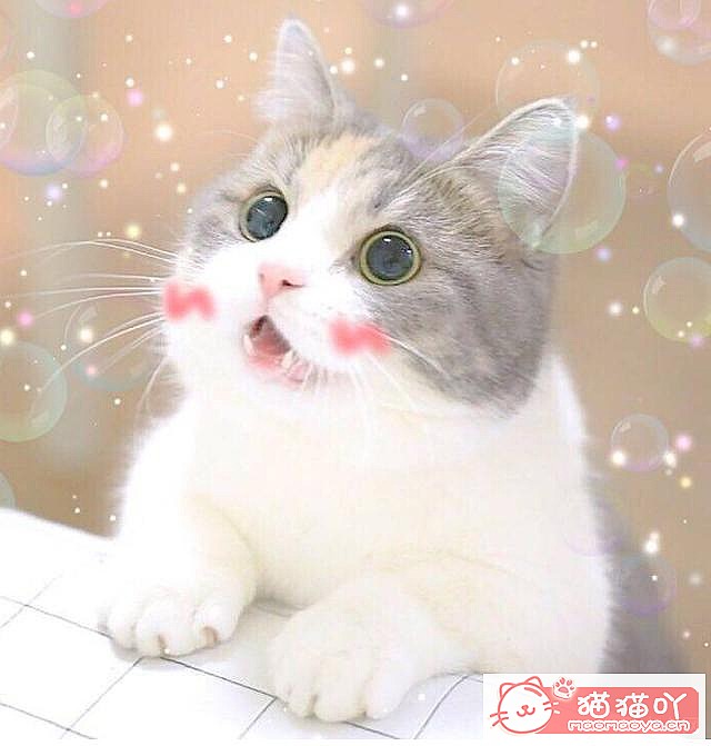 ��46�������ġ�è��������ԭ����ͼ2