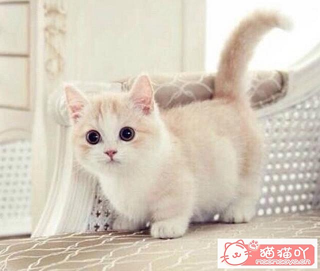 ��46�������ġ�è��������ԭ����ͼ1