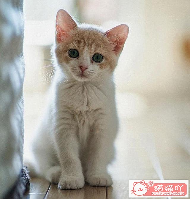 ��46�������ġ�è��������ԭ����ͼ3