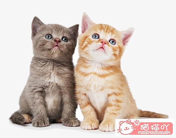 ��46�������ġ�è��������ԭ����ͼ4