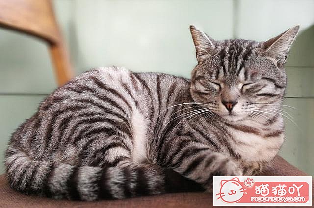 ��46�������ġ�è��������ԭ����ͼ5