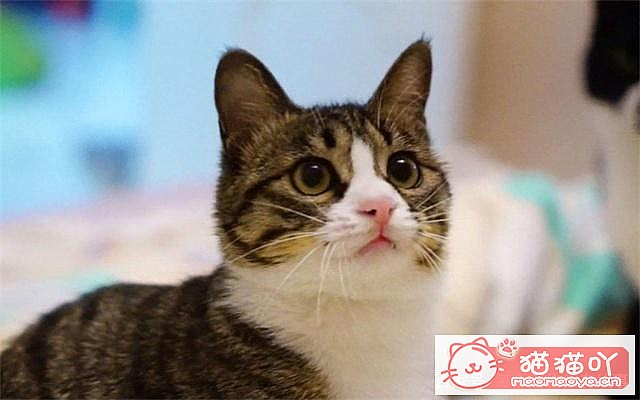 �����ֱȽϺ�����è�䡷ԭ����ͼ1