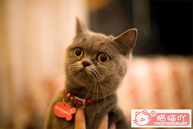 �����ֱȽϺ�����è�䡷ԭ����ͼ2