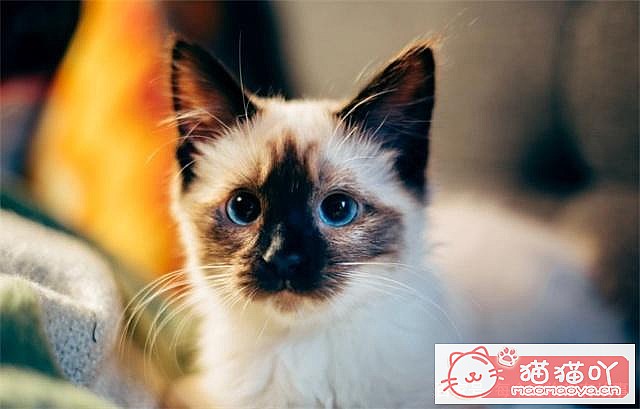 �����ֱȽϺ�����è�䡷ԭ����ͼ3