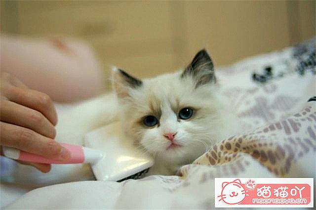 �����ֱȽϺ�����è�䡷ԭ����ͼ5