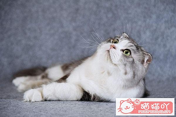 �����ʺϼ�����è������ԭ����ͼ1