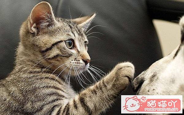 �����ʺϼ�����è������ԭ����ͼ3