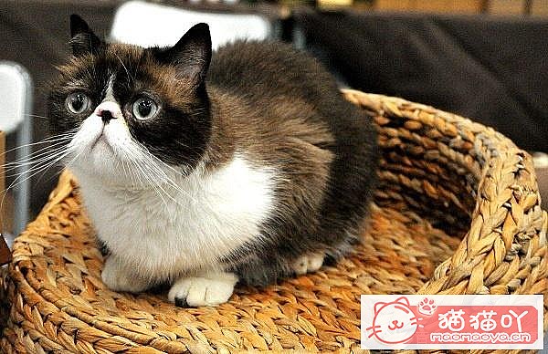 �����ʺϼ�����è������ԭ����ͼ5