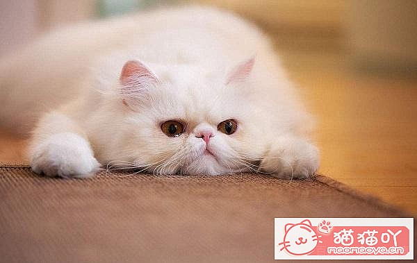 �����ʺϼ�����è������ԭ����ͼ4