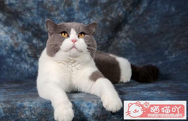 �����ʺϼ�����è������ԭ����ͼ8