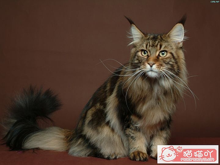 ���Ը��������6��è�䡷ԭ����ͼ1