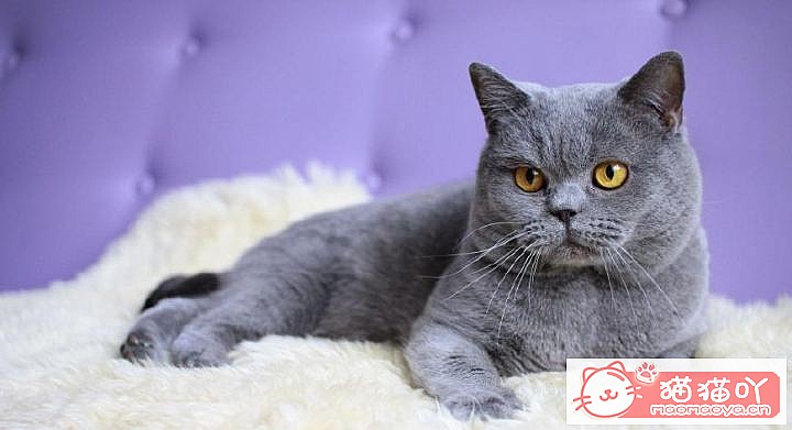 ���Ը��������6��è�䡷ԭ����ͼ5