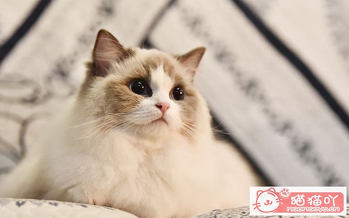 ���Ը��������6��è�䡷ԭ����ͼ2