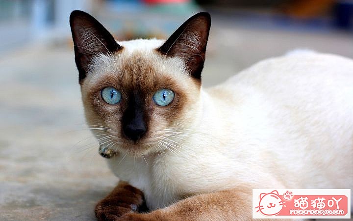 ���Ը��������6��è�䡷ԭ����ͼ6