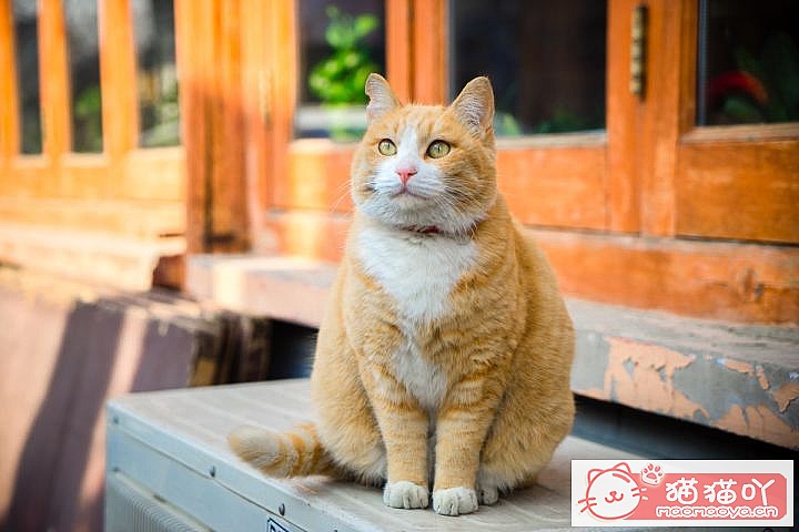 ���Ը��������6��è�䡷ԭ����ͼ4