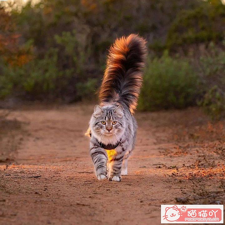 ���Ը��������6��è�䡷ԭ����ͼ3