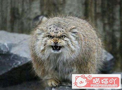 �����������׺���10��è������ԭ����ͼ1