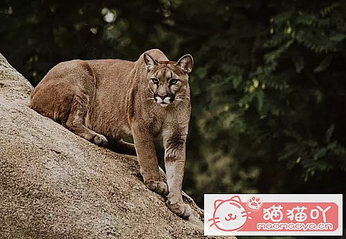 �����������׺���10��è������ԭ����ͼ2