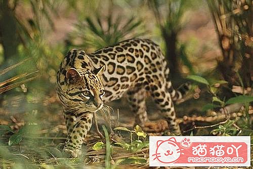 �����������׺���10��è������ԭ����ͼ3