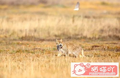 �����������׺���10��è������ԭ����ͼ7