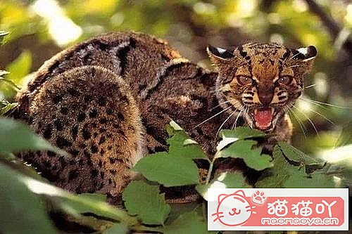 �����������׺���10��è������ԭ����ͼ6