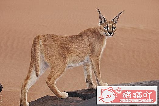 �����������׺���10��è������ԭ����ͼ5