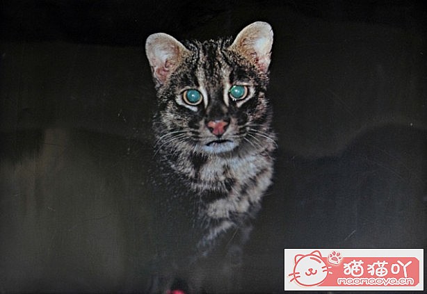 �����������׺���10��è������ԭ����ͼ8