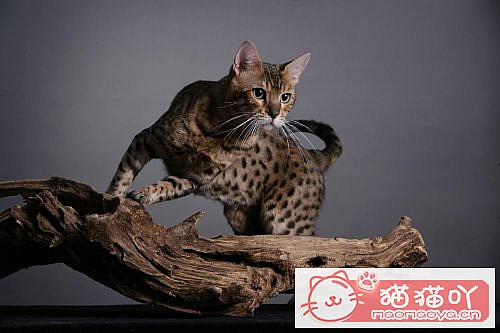 �����������׺���10��è������ԭ����ͼ4