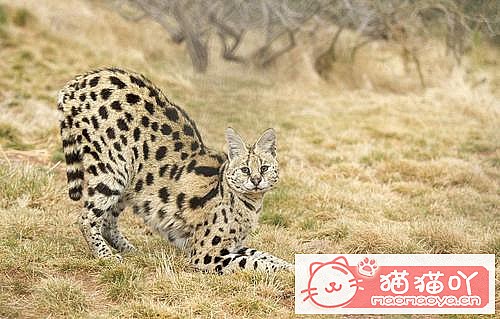 �����������׺���10��è������ԭ����ͼ9