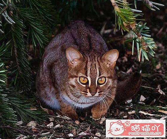 �����������׺���10��è������ԭ����ͼ10