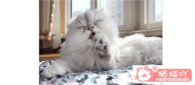 ��è��Ϊʲôϲ����ë����ԭ����ͼ2