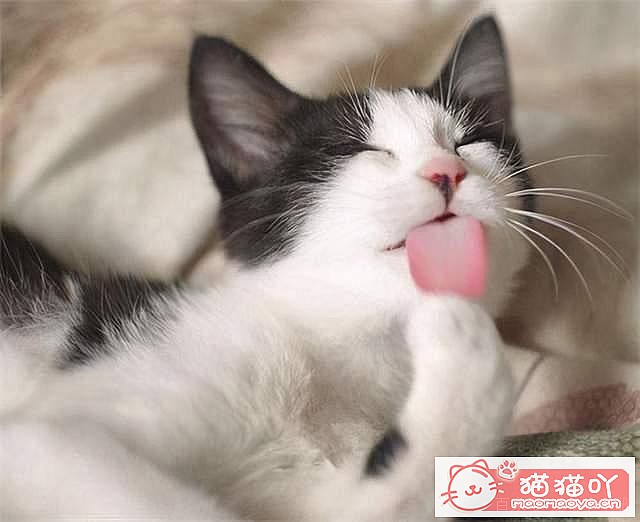 ��è��Ϊʲôϲ����ë����ԭ����ͼ5