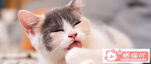 ��è��Ϊʲôϲ����ë����ԭ����ͼ3