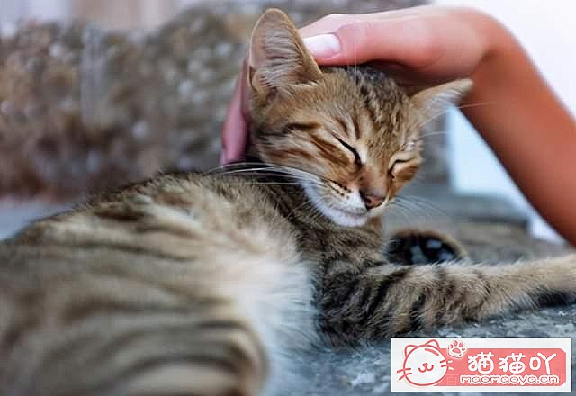 ��è��Ϊʲôϲ����ë����ԭ����ͼ4