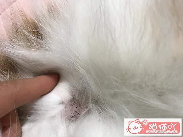 ��è��Ϊʲôϲ����ë����ԭ����ͼ6