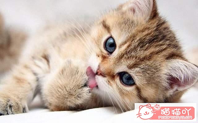 ��è��Ϊʲôϲ����ë����ԭ����ͼ7