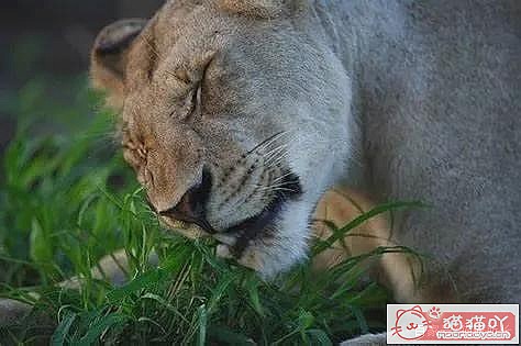 ������è�ݵĿ��ա�ԭ����ͼ1