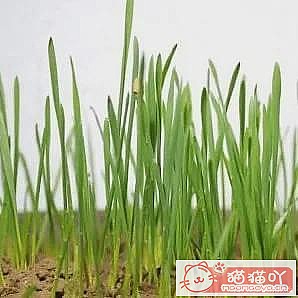 ������è�ݵĿ��ա�ԭ����ͼ4